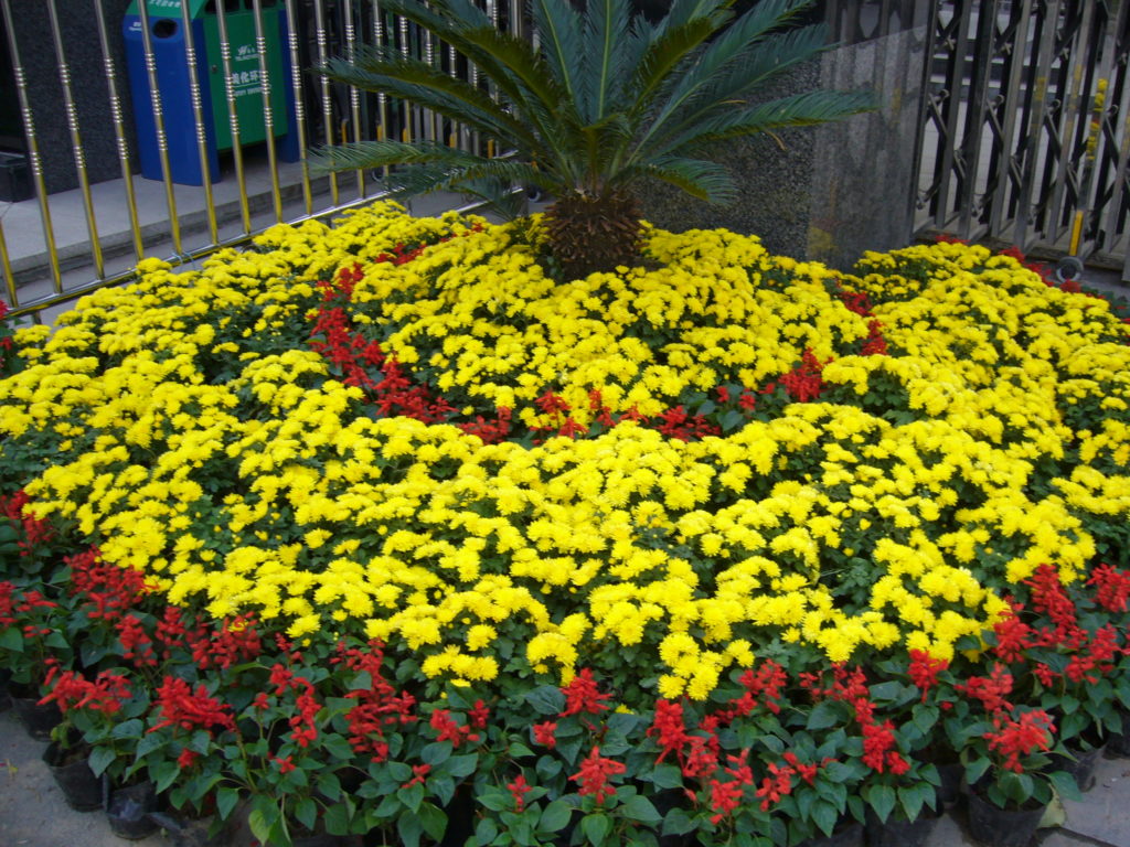 北京師範大学前の花壇画像
