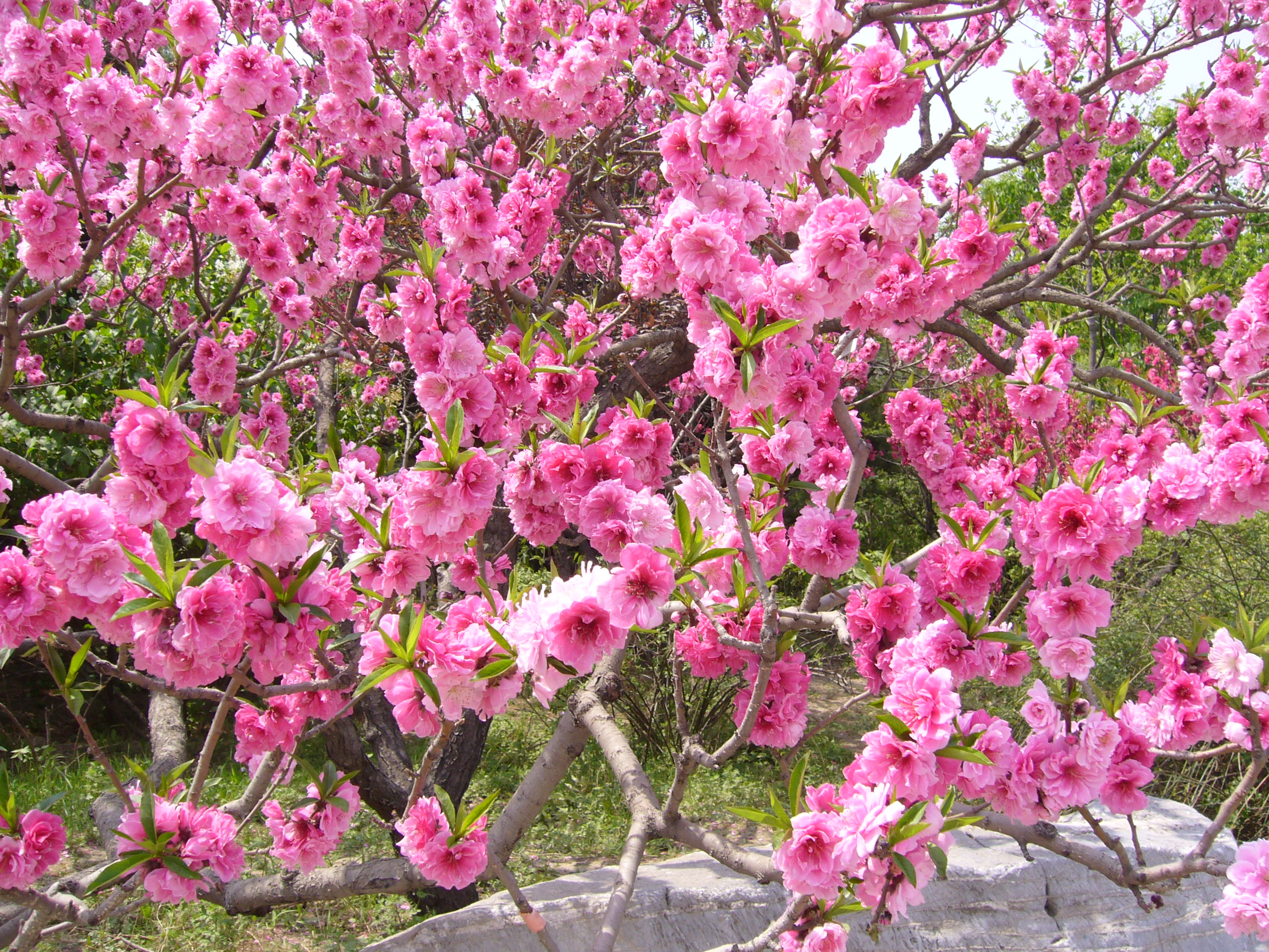 北京師範大学に咲く花